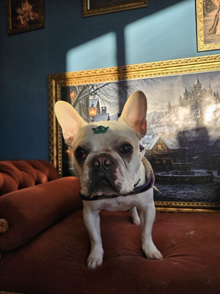 Marty na Realeza Pets, foto 5