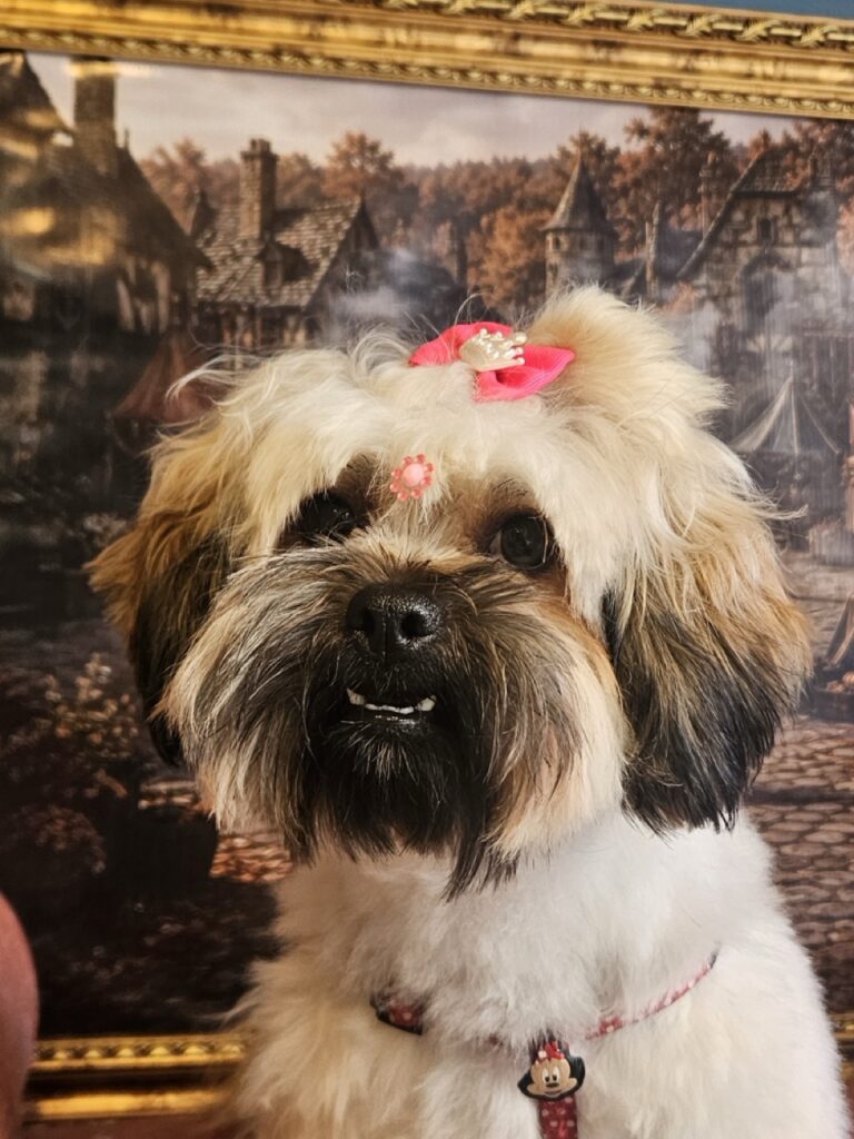 Kiara, Shih Tzu atendido na Realeza Pets