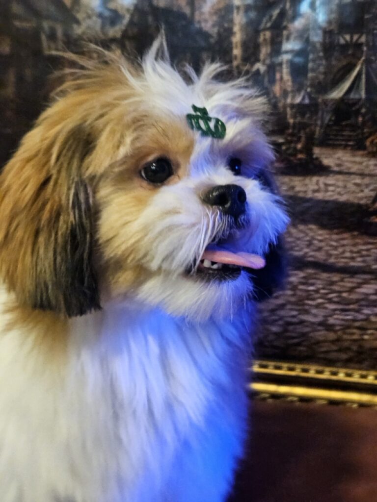 Foto de capa