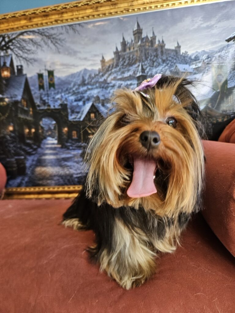 Estrela na Realeza Pets, foto 9