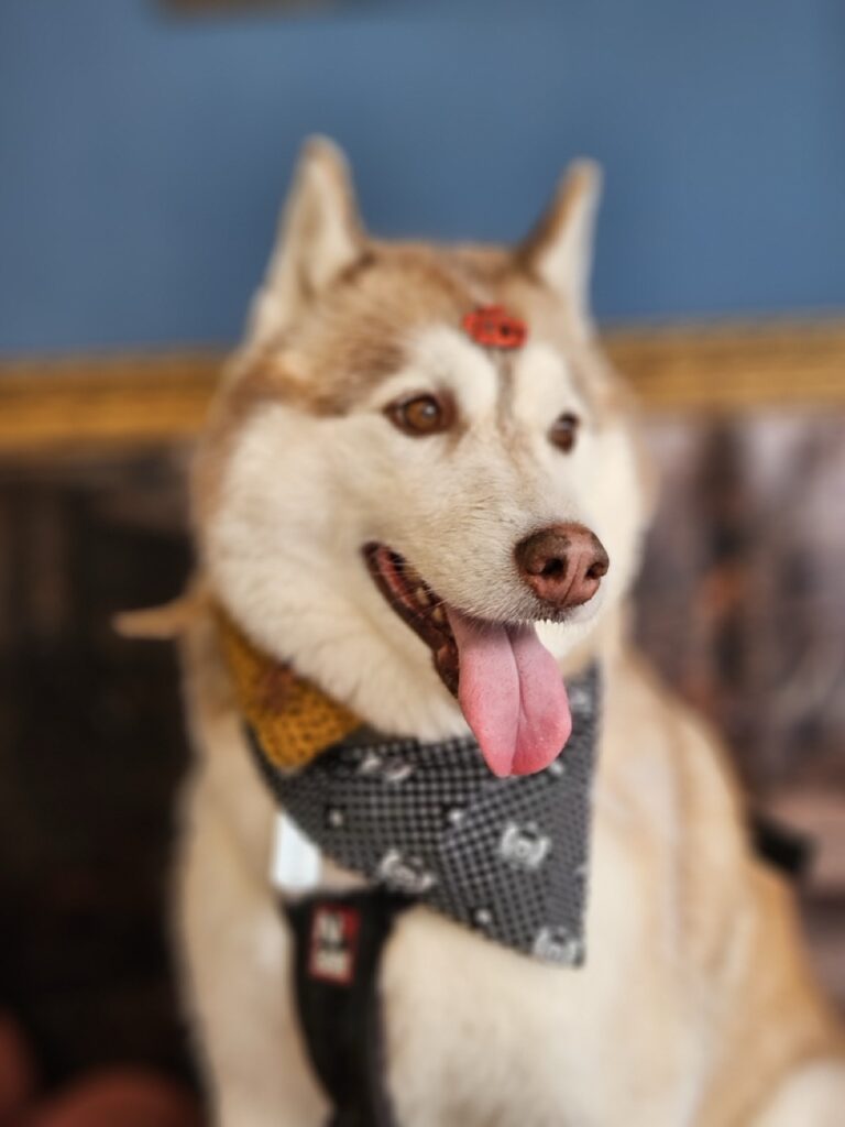 Foto de capa