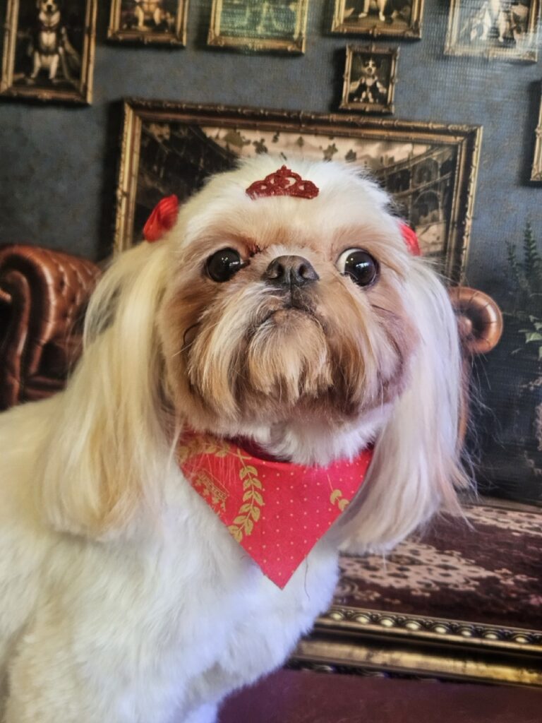 Luna Kazmierczak na Realeza Pets, foto 24