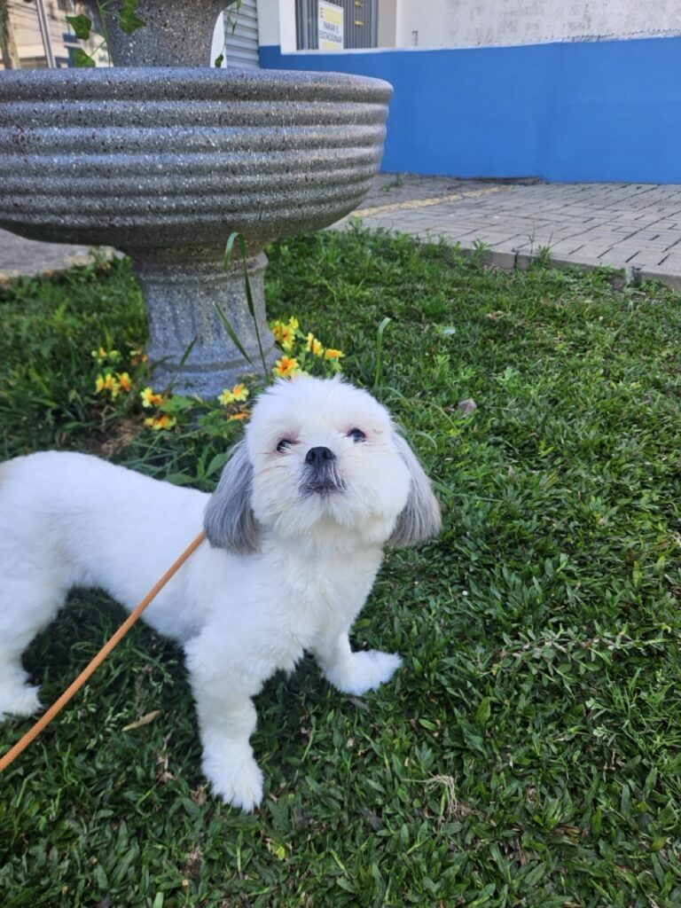Pandora na Realeza Pets, foto 19