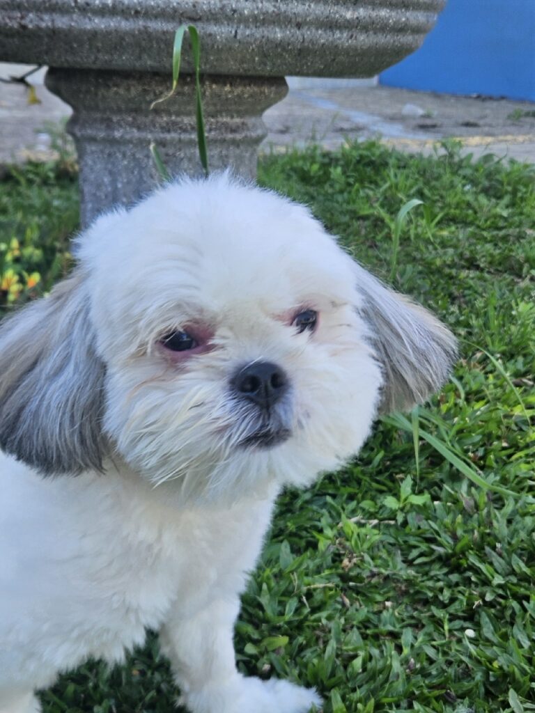 Pandora na Realeza Pets, foto 18