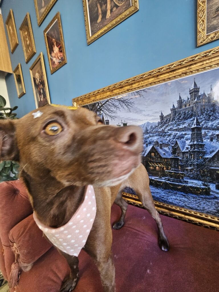 Mia na Realeza Pets, foto 6
