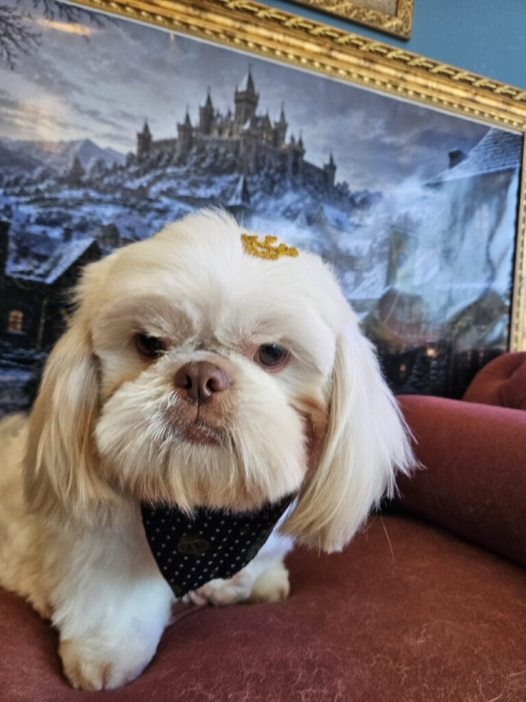 Romeu na Realeza Pets, foto 6