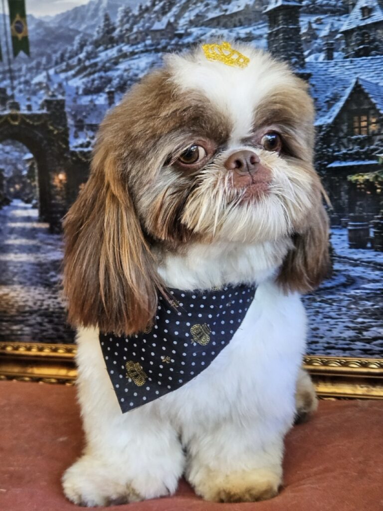 Pipoca na Realeza Pets, foto 7