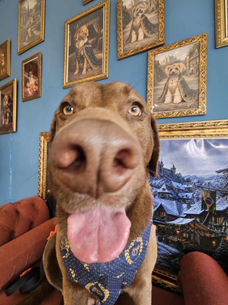 Homer na Realeza Pets, foto 10