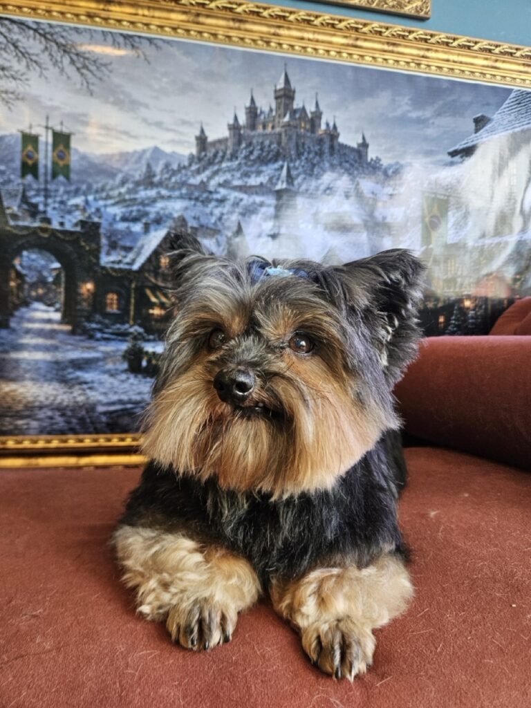 Cacau na Realeza Pets, foto 6