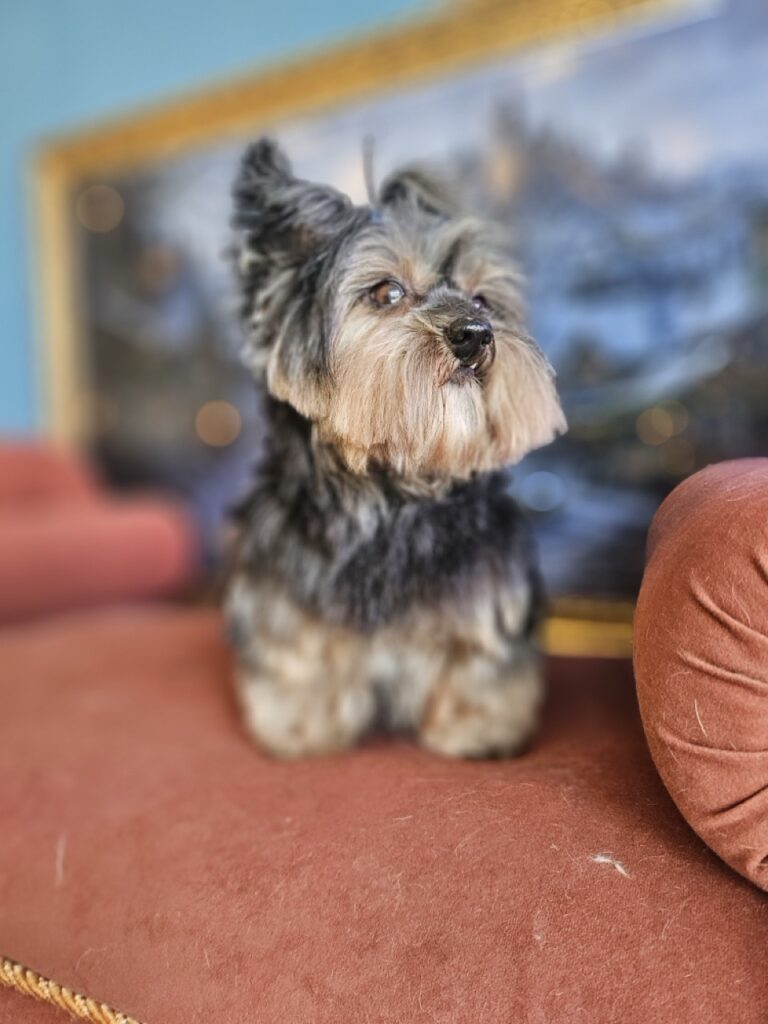 Cacau na Realeza Pets, foto 5