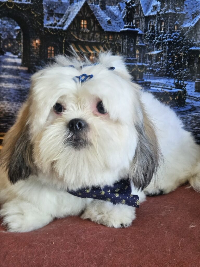 Pandora na Realeza Pets, foto 9