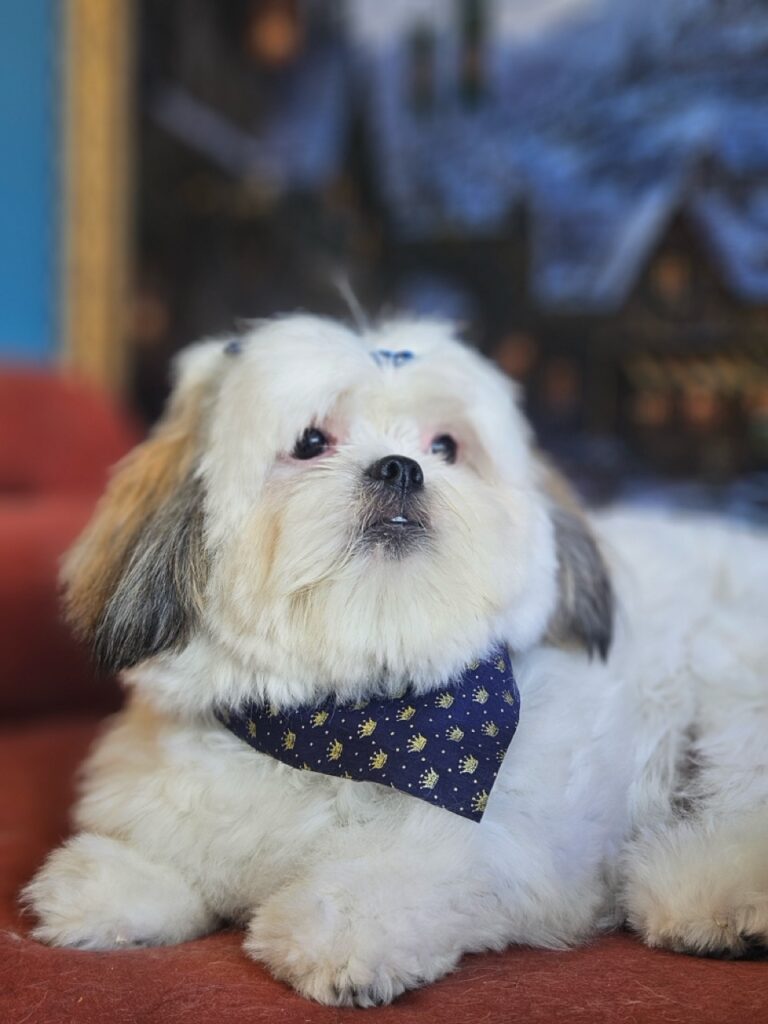 Pandora na Realeza Pets, foto 10
