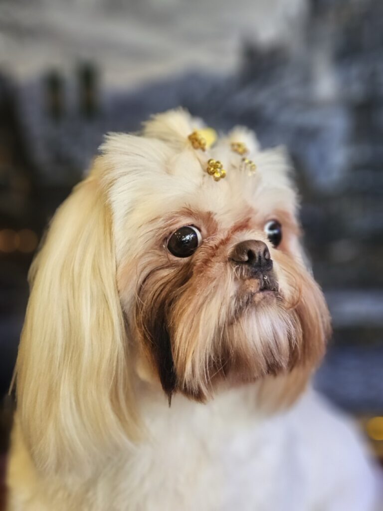 Luna Kazmierczak na Realeza Pets, foto 10