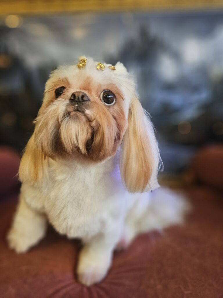 Luna Kazmierczak na Realeza Pets, foto 11
