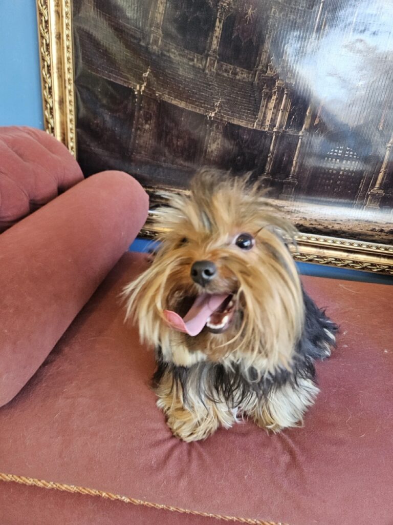 Estrela na Realeza Pets, foto 17