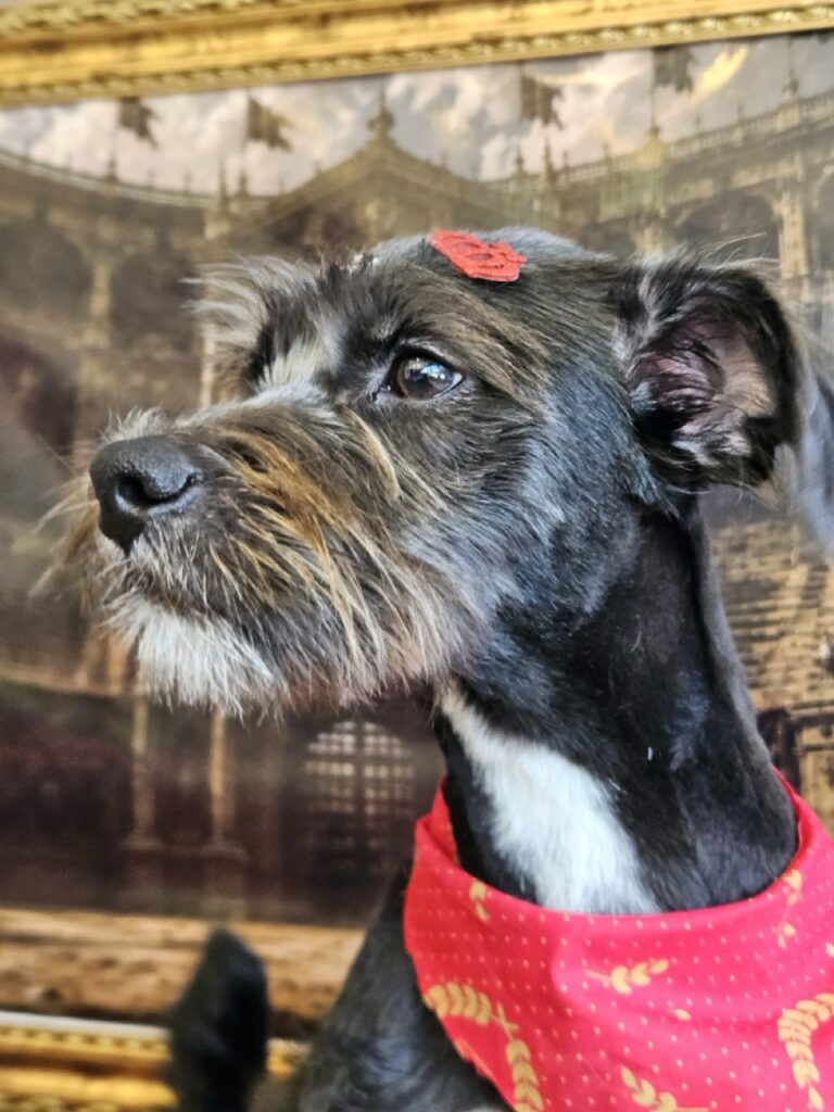 Cacau na Realeza Pets, foto 6