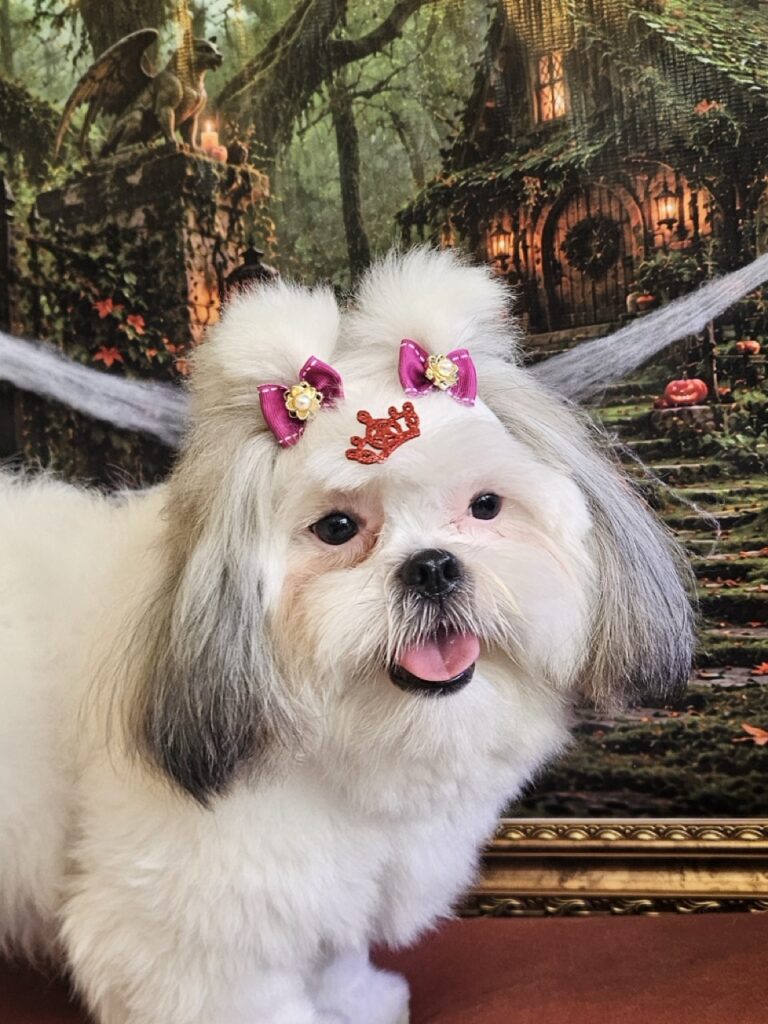 Pandora, Shih Tzu atendido na Realeza Pets