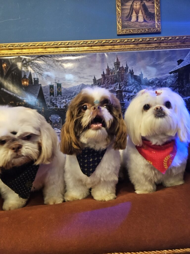 Pipoca na Realeza Pets, foto 10