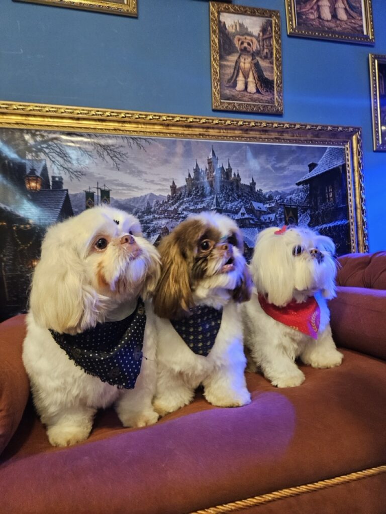 Pipoca na Realeza Pets, foto 11