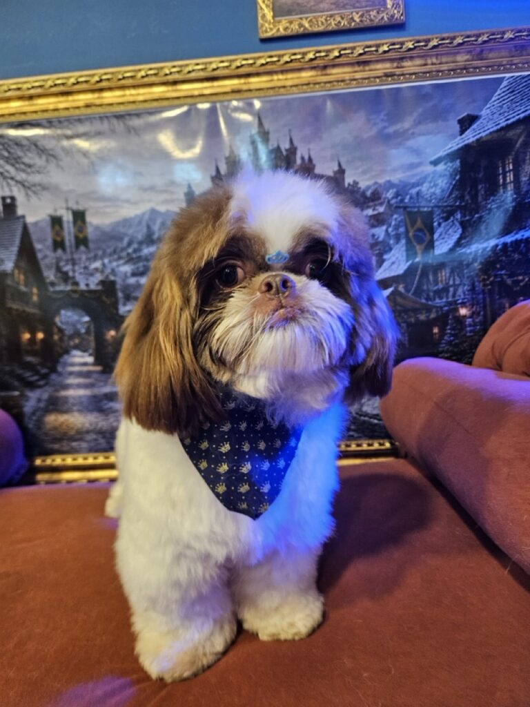 Pipoca na Realeza Pets, foto 12
