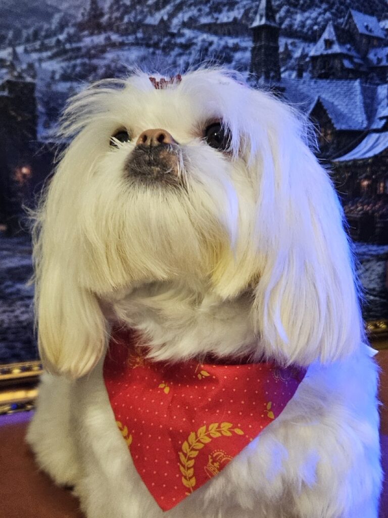 Mel na Realeza Pets, foto 6