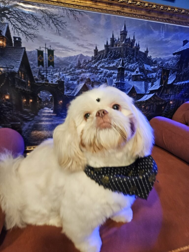 Romeu na Realeza Pets, foto 7