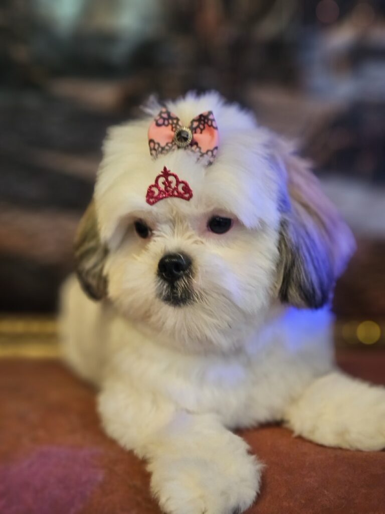 Foto de capa