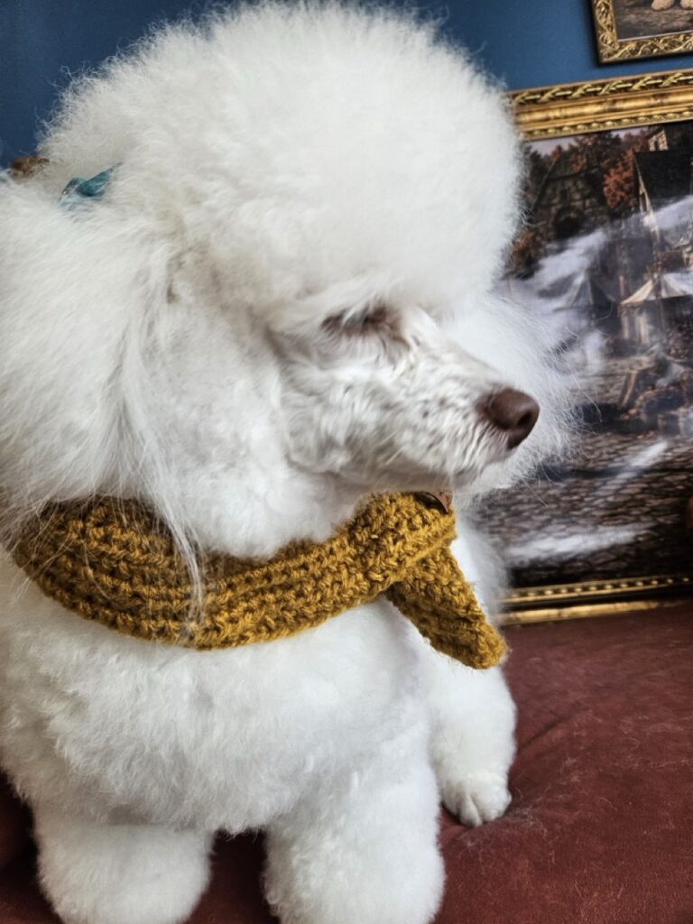 Claire, Poodle atendido na Realeza Pets