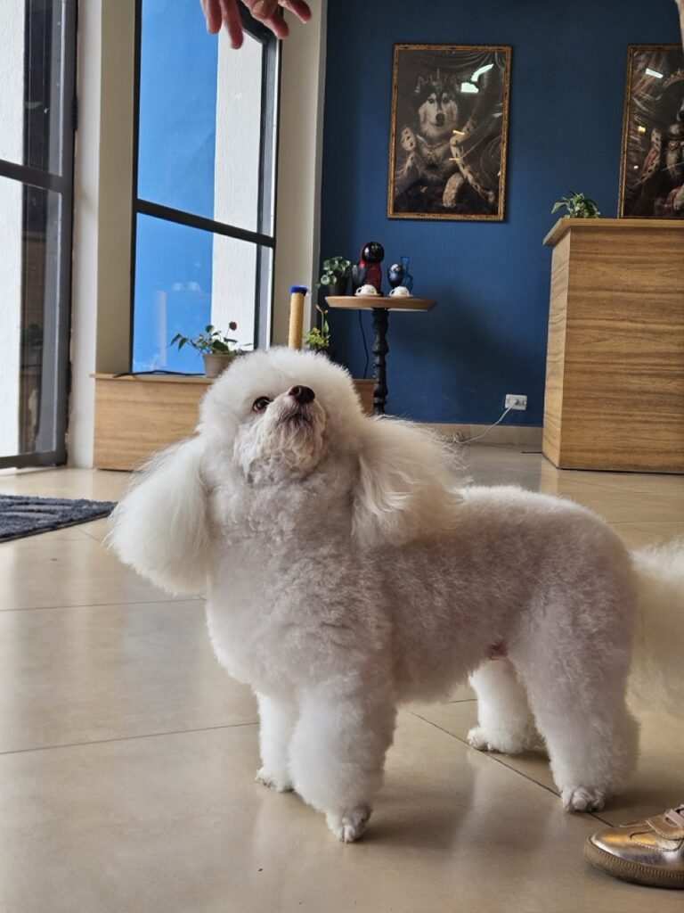 Foto de capa