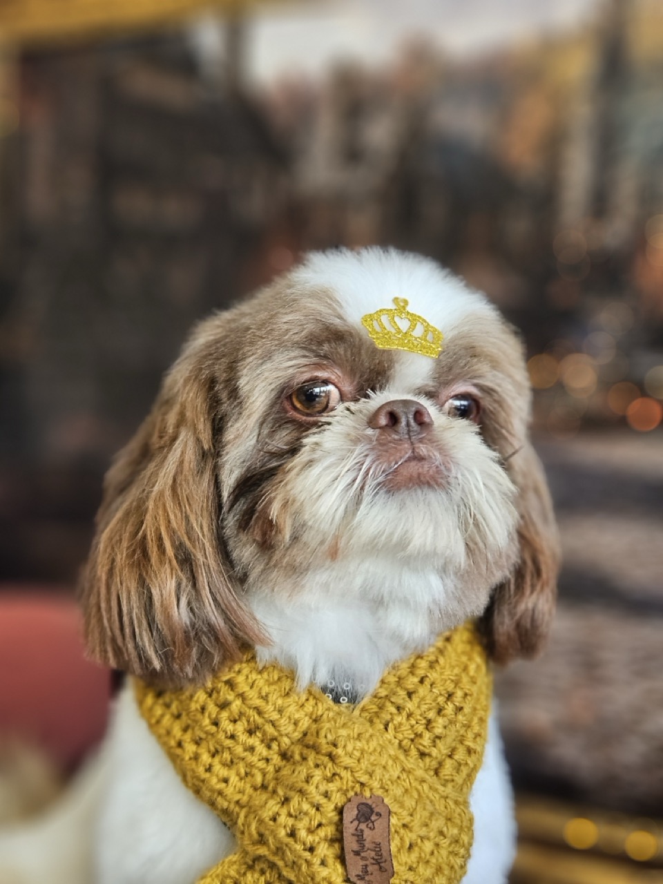 Tosa Tosa Bebê em Pipoca, Shih Tzu, feita na Realeza Pets
