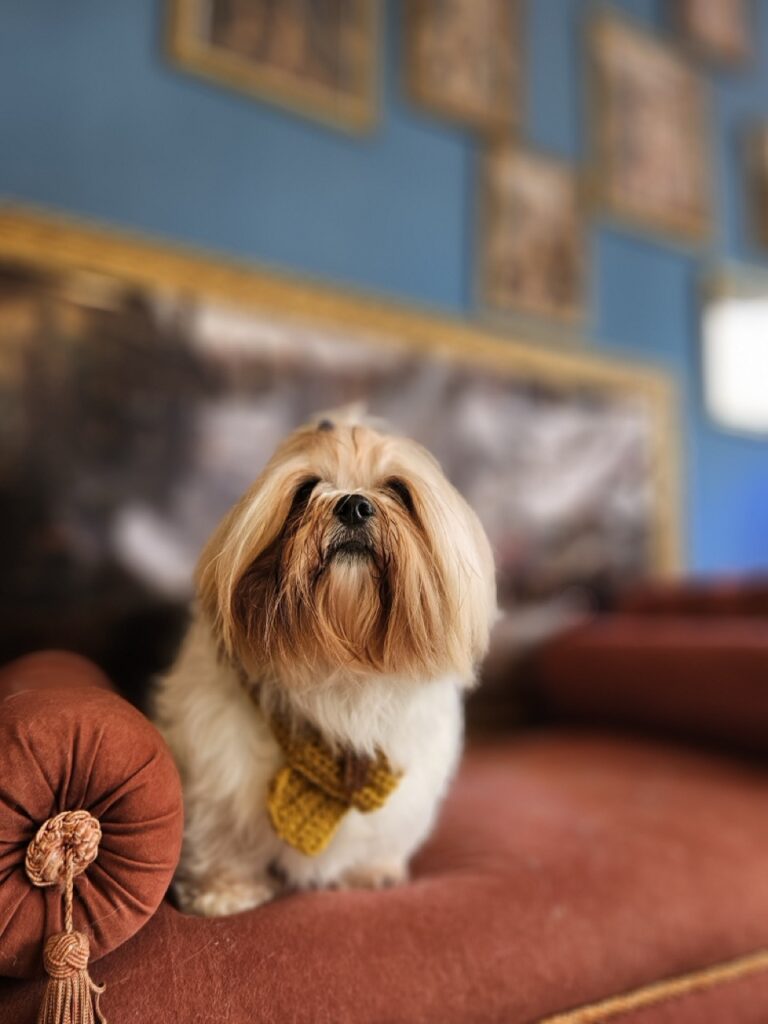 Nikko, Shih Tzu atendido na Realeza Pets