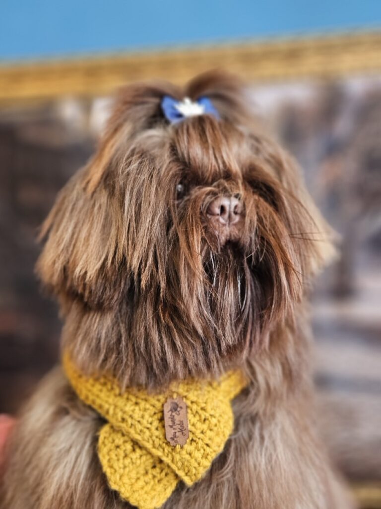 Elio, Shih Tzu atendido na Realeza Pets