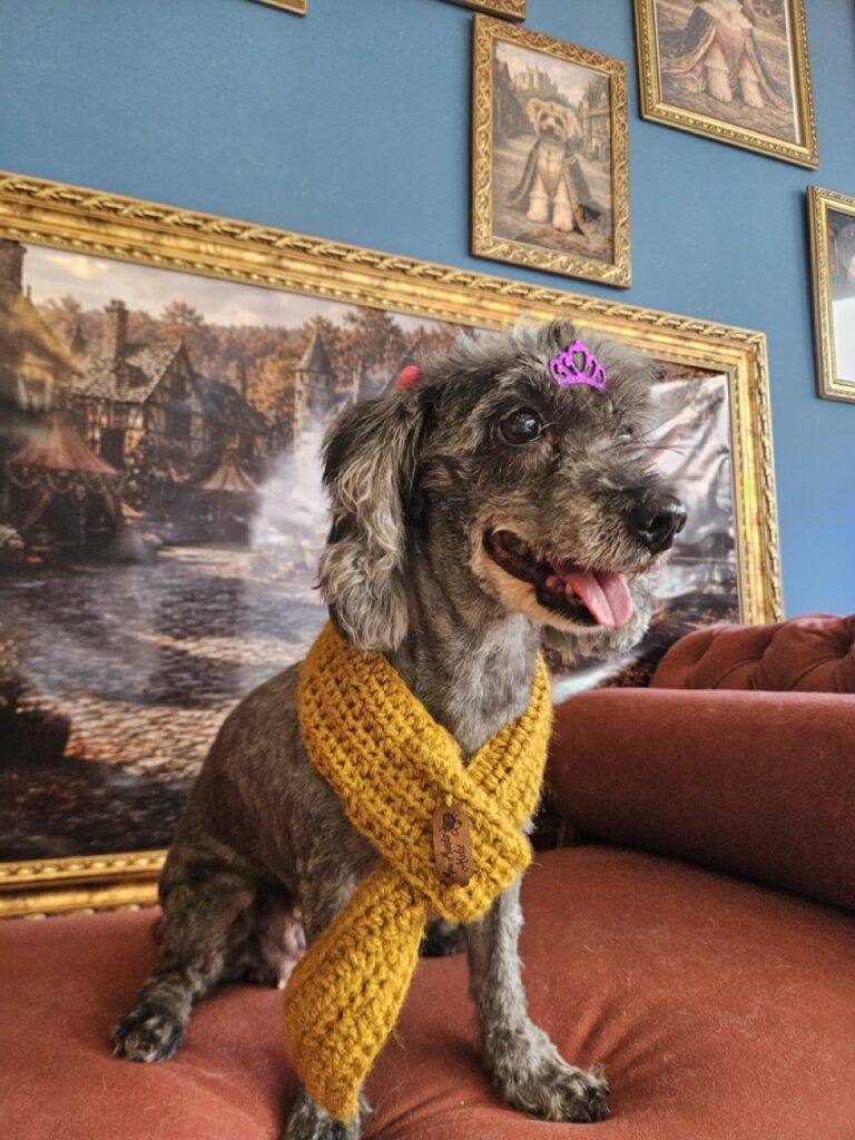 Maggie, Poodle atendido na Realeza Pets
