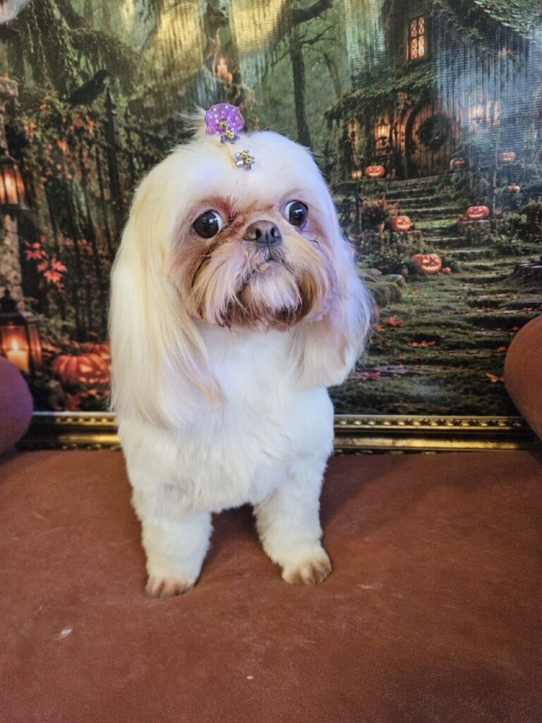 Luna Kazmierczak, Shih Tzu atendido na Realeza Pets