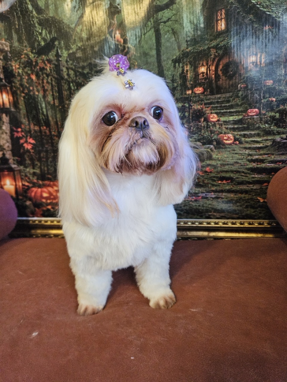 Luna Kazmierczak, Shih Tzu atendido na Realeza Pets