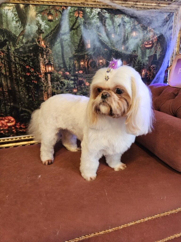 Luna Kazmierczak na Realeza Pets, foto 31