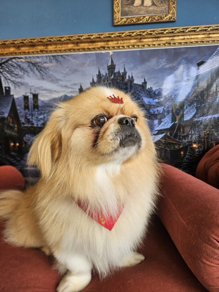Yuri na Realeza Pets, foto 6