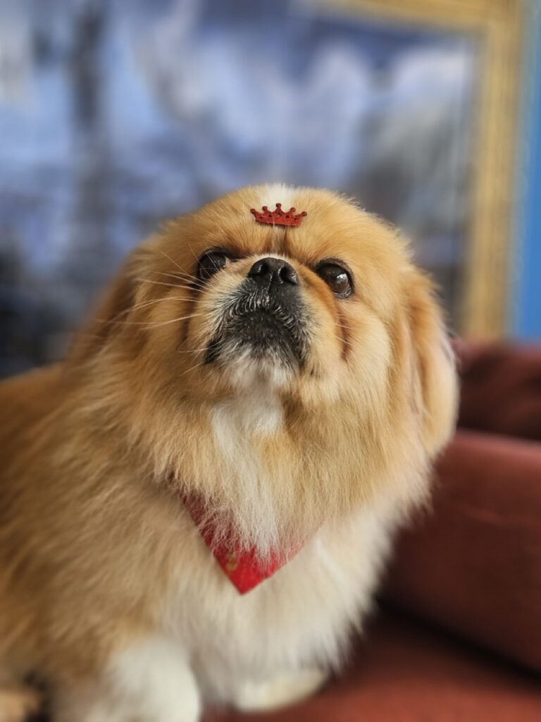 Yuri na Realeza Pets, foto 5