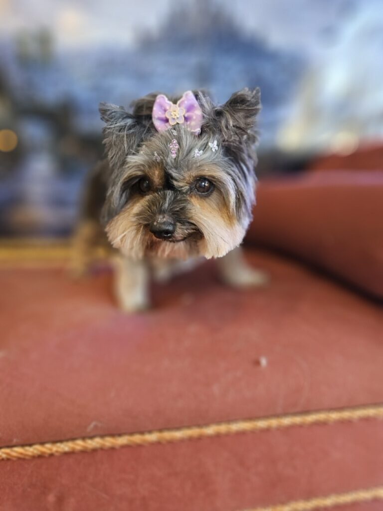 Cacau na Realeza Pets, foto 10