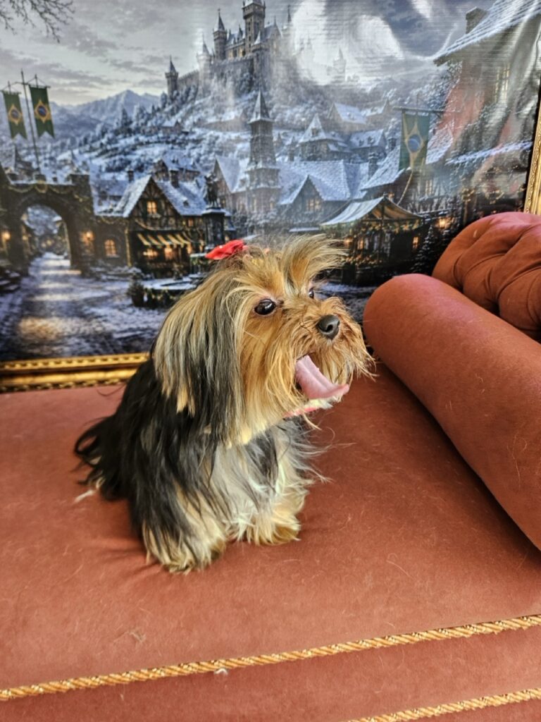 Estrela na Realeza Pets, foto 11