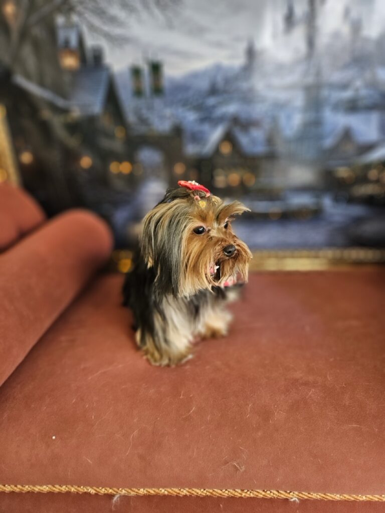 Estrela na Realeza Pets, foto 12