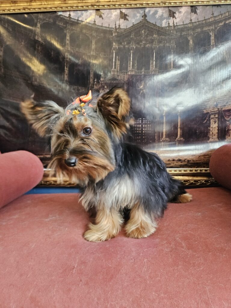Amora na Realeza Pets, foto 12