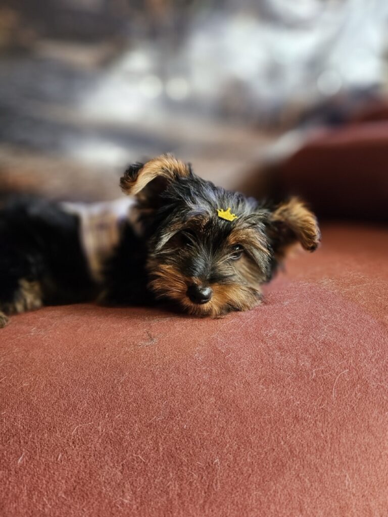 Foto de capa