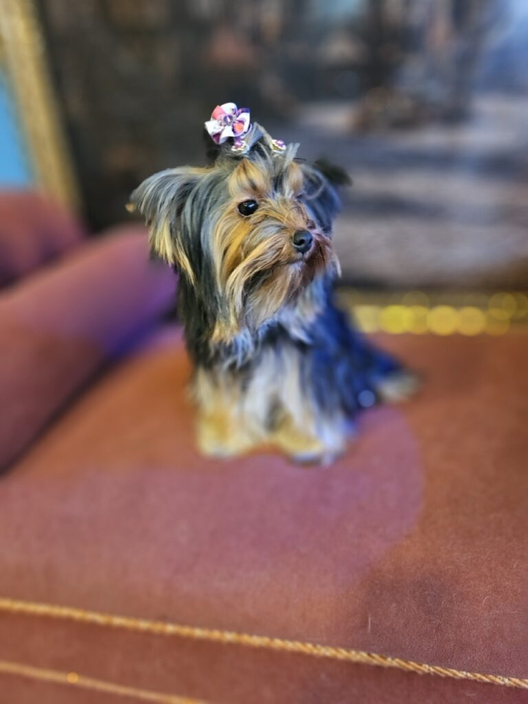 Foto de capa