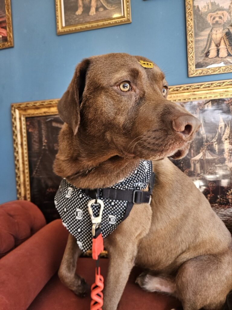 Homer na Realeza Pets, foto 6