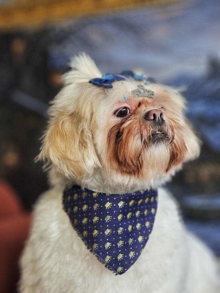 Nina, Lhasa atendido na Realeza Pets