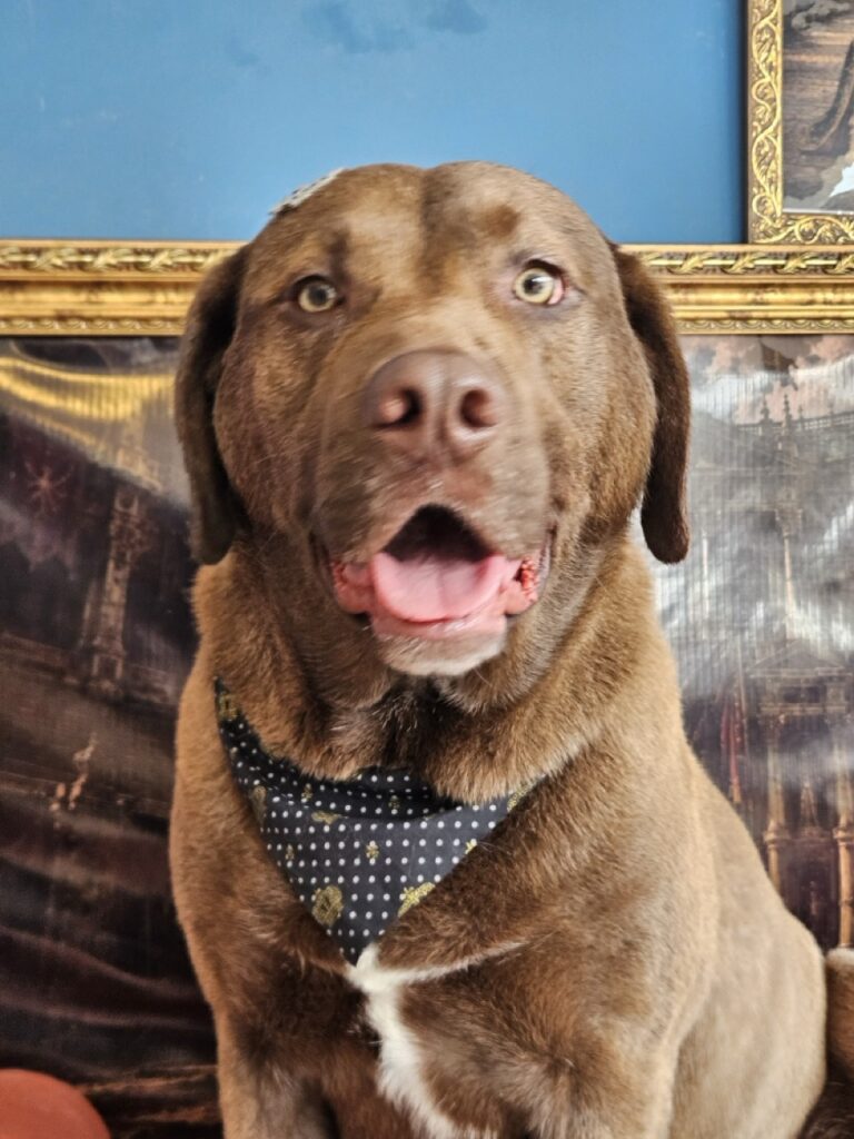 Homer, Labrador atendido na Realeza Pets