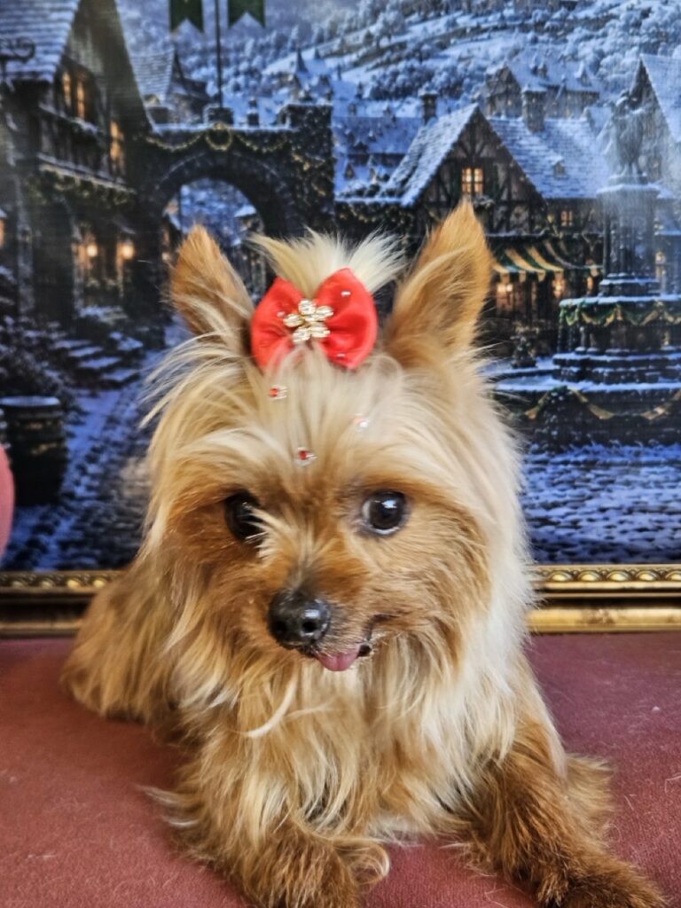 Luna na Realeza Pets, foto 10