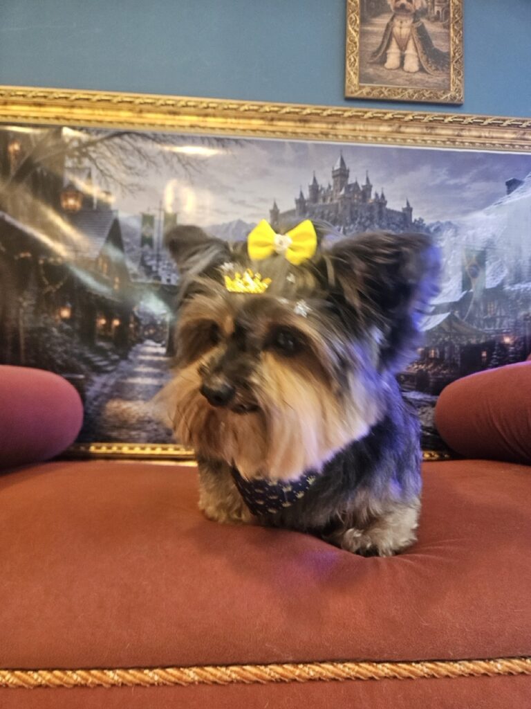 Cacau na Realeza Pets, foto 7