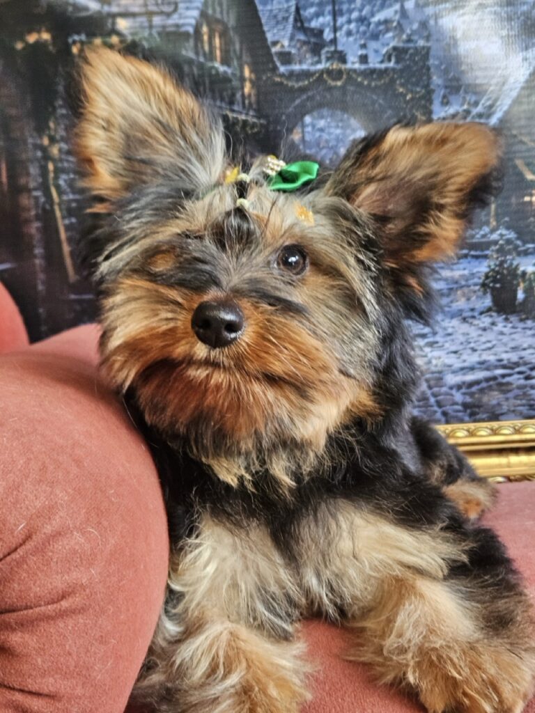 Amora na Realeza Pets, foto 5